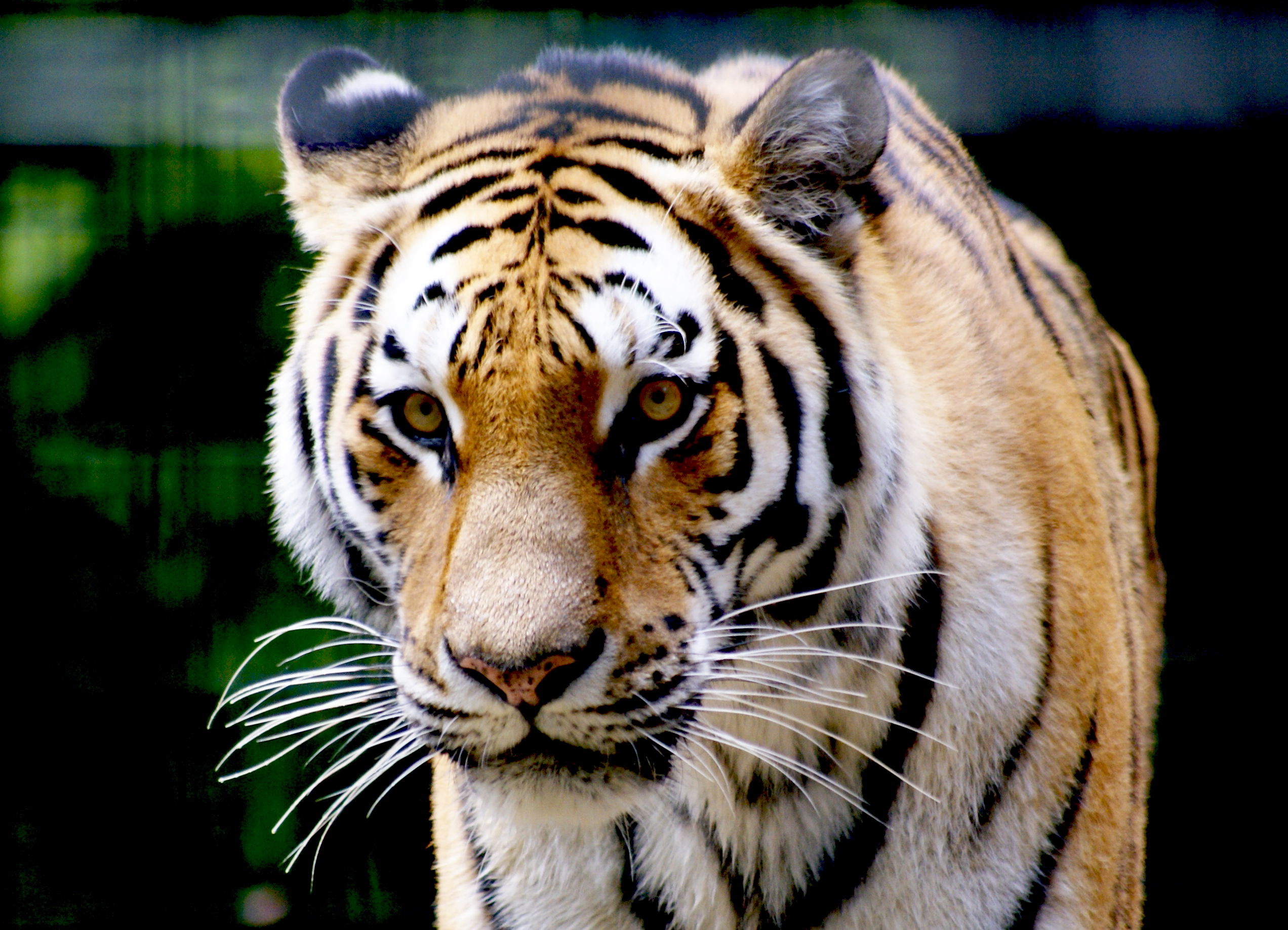 tygrys z ZOO w Oliwie